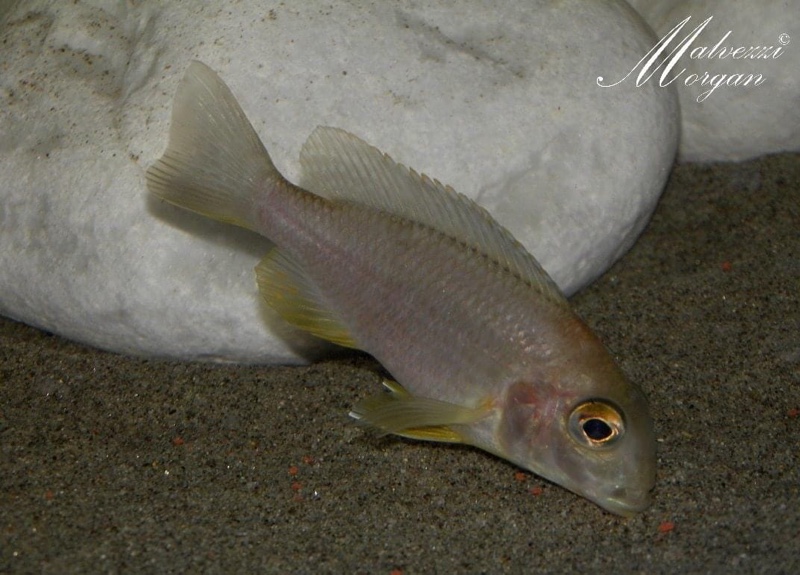 Tramitichromis sp. 'orange top' Lumbira